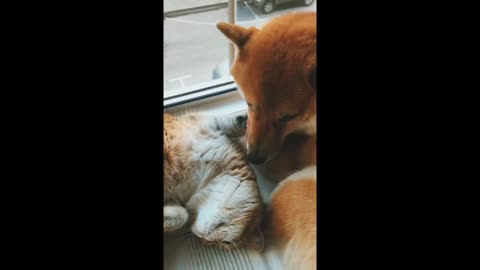 Dog and cat love each other today