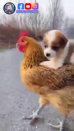 Dogs funny vs coq 🐓