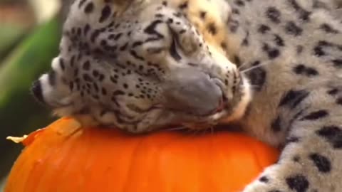 The leopard