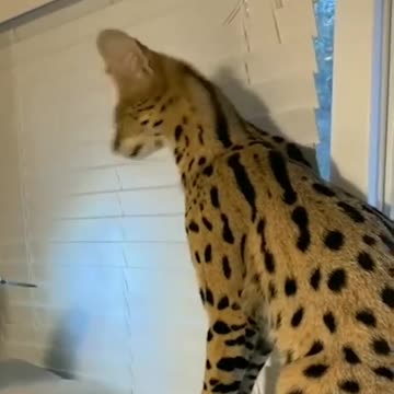 The Killer Drill - Cute Big Cat