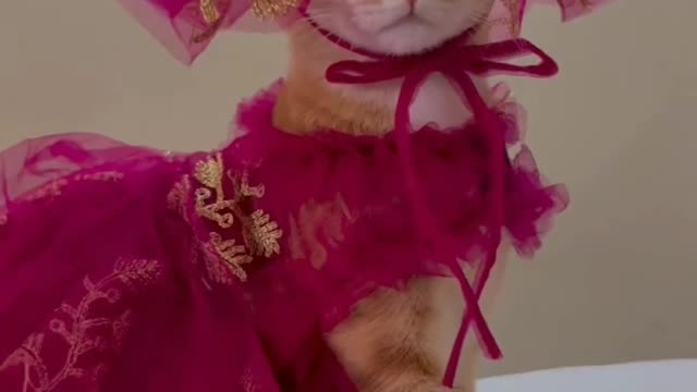 Funny cat funny dress 🐈