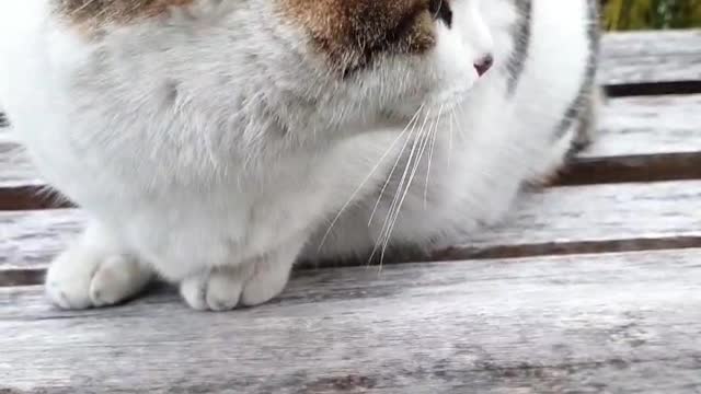 a cat meowing and greeting