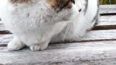 a cat meowing and greeting