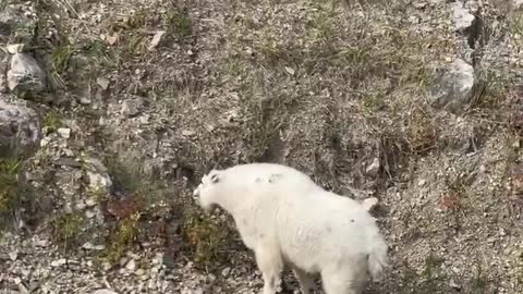 Mountain Goat - Spearfish Canyon SD