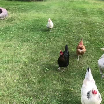 Our chickens