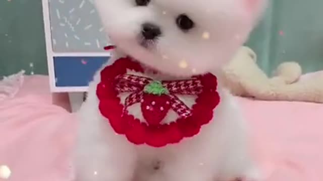 Cute funny Dog expressions white feathered Dog
