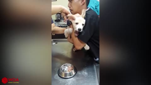 Funny dog reaction when injecting...