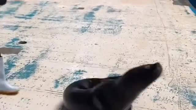 A seal playing with its owner