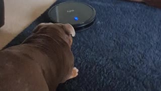 Not the sharpest Bulldog!