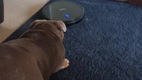 Not the sharpest Bulldog!