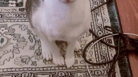 A troublemaker