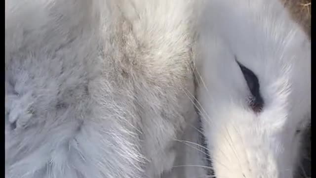 He is sleeping now