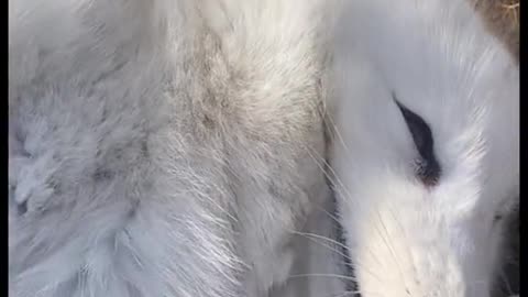 He is sleeping now