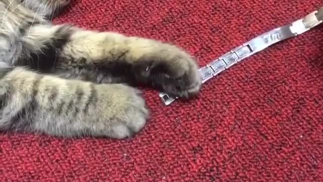 How strong i'm attached to the weekend cat