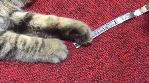 How strong i'm attached to the weekend cat