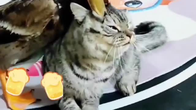 🐈 vs Dak funny fight, verry funny video 😂😆😆😆😆😆 enjoy