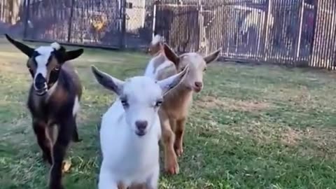 cute goat #goat #goatsoftiktok