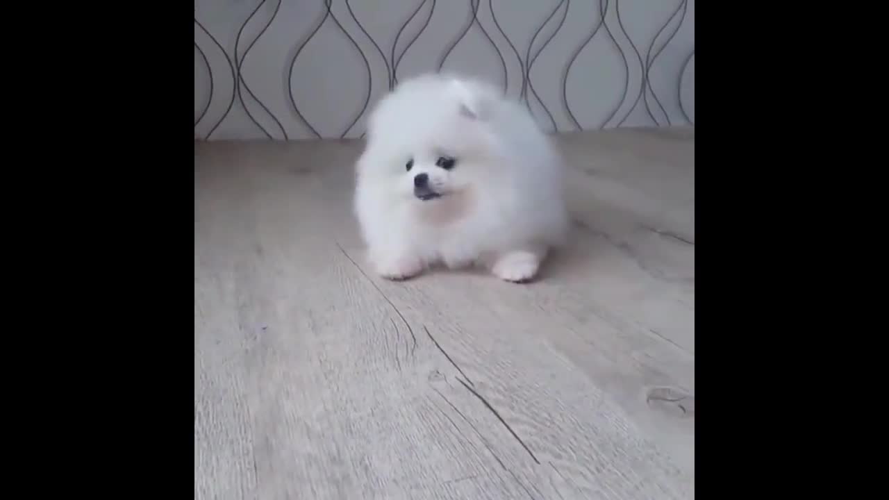 SO CUTE! WHITE POMERANIAN PUPPY BALL 2 ❤️