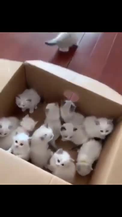 Little cat video | cute kitten Funny baby cat