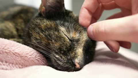 Cats head pet by human hand