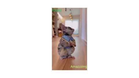 Best Funny Animal Videos of the year