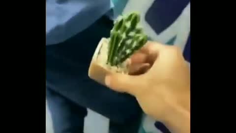 Perfect Cuts