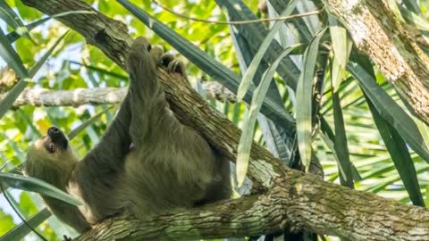 Central America - Panama Animals