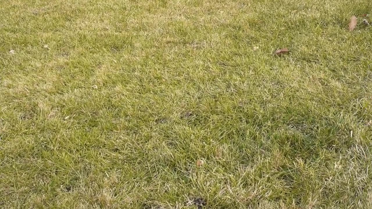 IN THE BACKYARD WITH BERKELEY 11/30/23