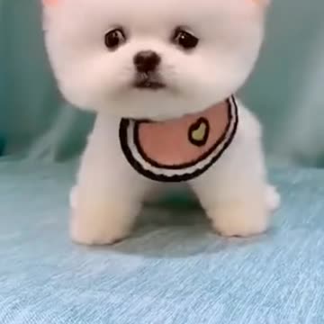 Cute happy puppy