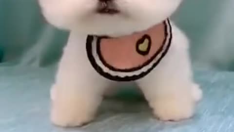 Cute happy puppy