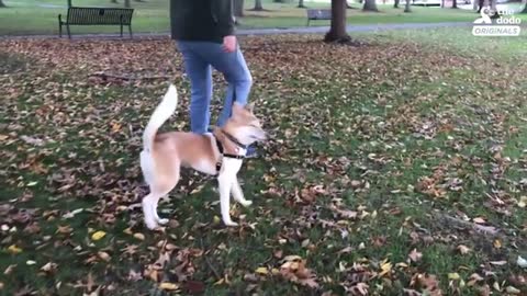 Little dog Who's Been Through So Much Loves Her New Family