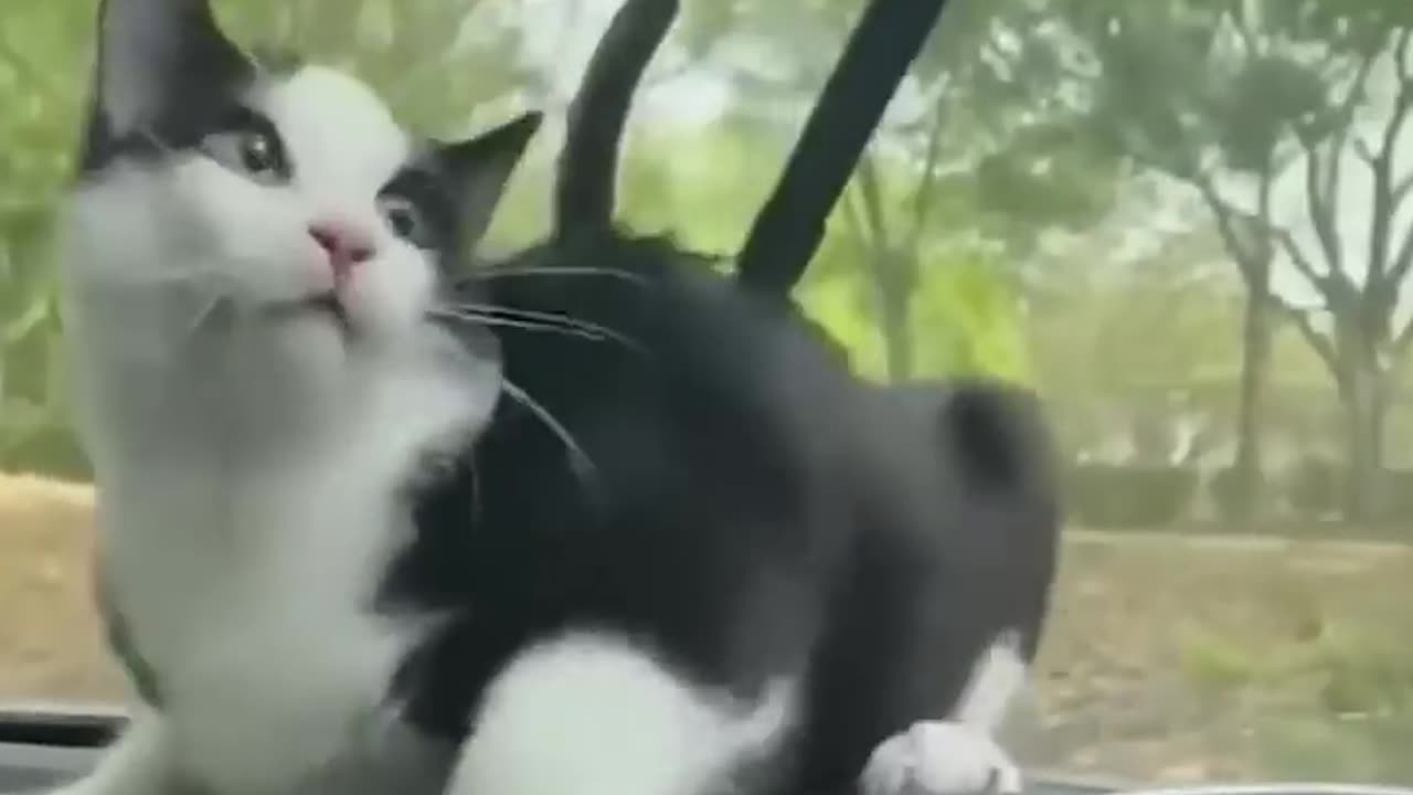 Cat funny moment