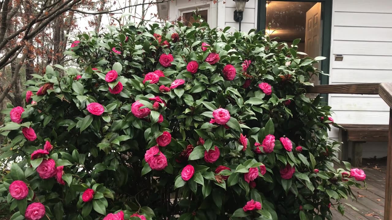 Tutu’s Camellias