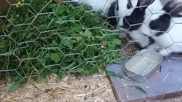 Dinner time for my rabbits 😁😍