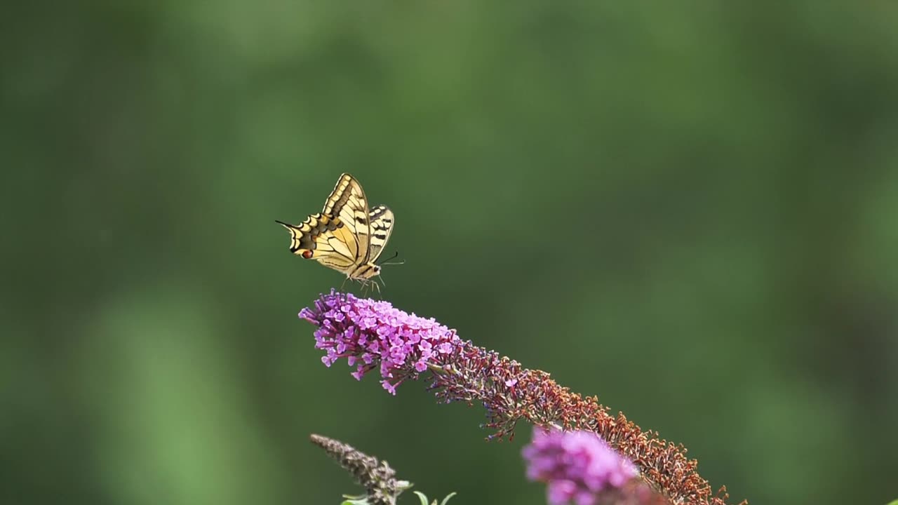 "Butterfly Dovetail: Nature's Astonishing Insect Ballet"