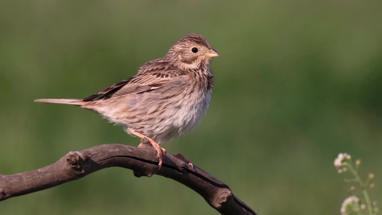 The Corn Bunting: Close Up HD Footage (Emberiza calandra)