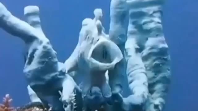THE SOUND OF FROG FISH SINGING
