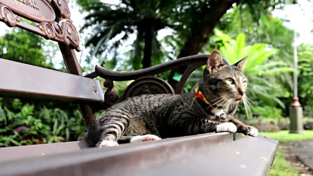 Attitudes and cute jokes for some beautiful cats