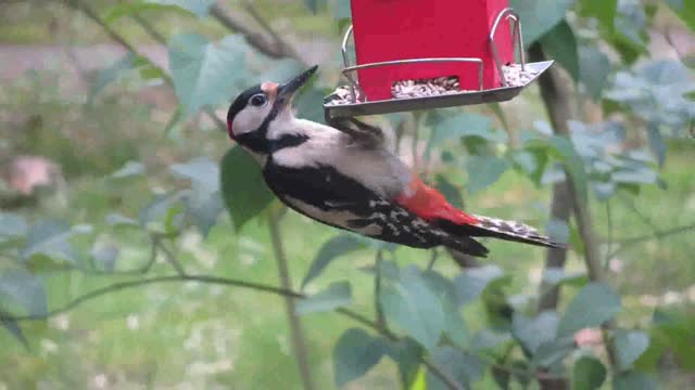 heaven birds eat upside down
