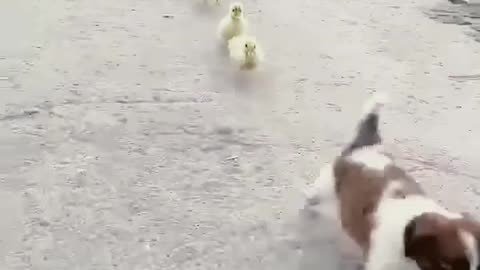 ducks following cute dogs