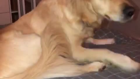 Golden Retriever struggles to get up after being woken