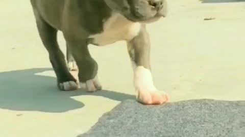 American bully puppy