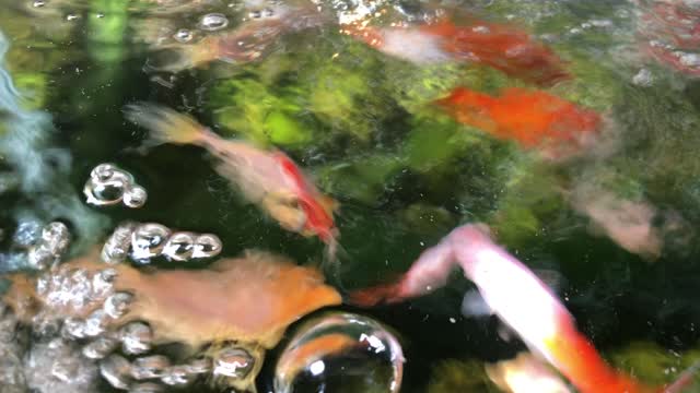 Comet Goldfish Eating Excitedly