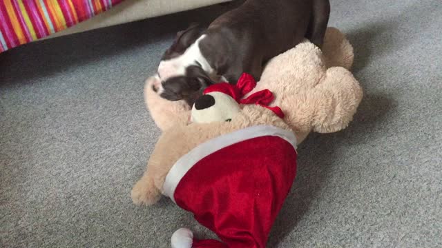 Bully vs Teddy Bear