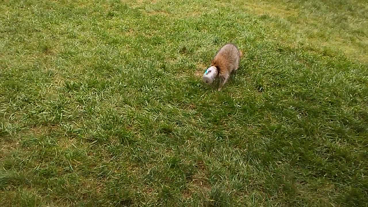 Disoriented Raccoon Wanders with Head Stuck in Jar