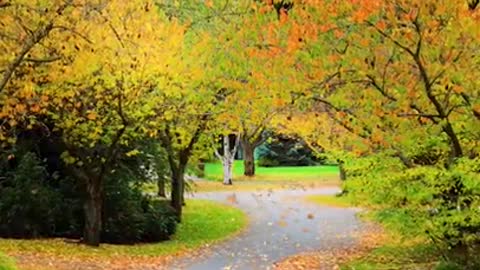 A Very Beautiful Scene || Nature Beauty