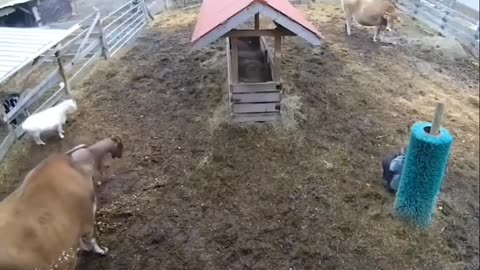 Woman taking a break and all the animals come to check on her.. ❤️🤗