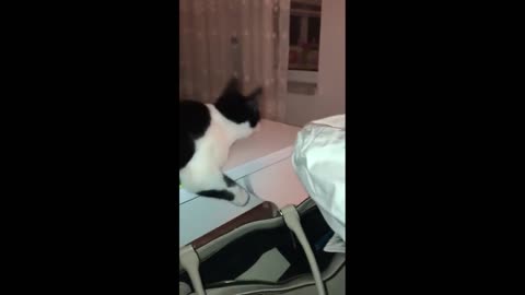 Cat makes bizarre movement while stalking a fly