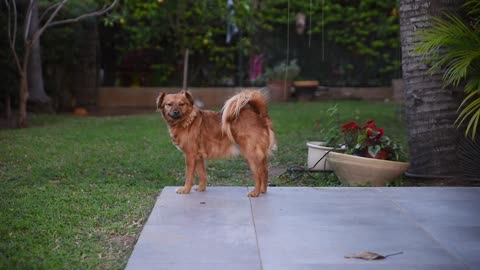 Dog masti full video