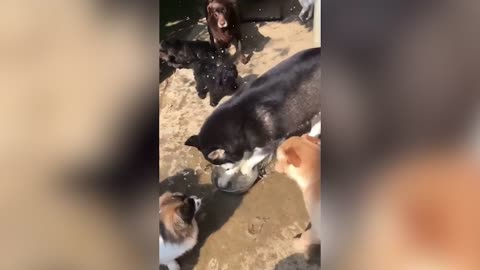 A group of dogs are fighting for water